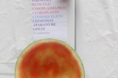 IMG-20190220-WA0007